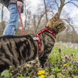Cat Harness and Leash - Funny Kitten Shop