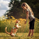 Cat Harness and Leash - Funny Kitten Shop