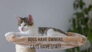 Cool Cat Facts that you didn't know