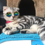 Fashion Cat Sunglasses - Funny Kitten Shop